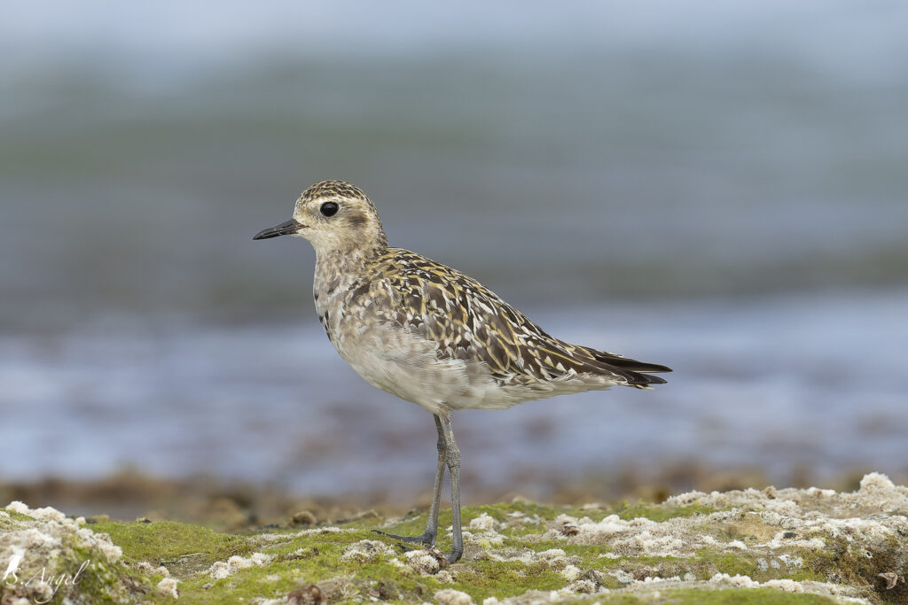 golden plover