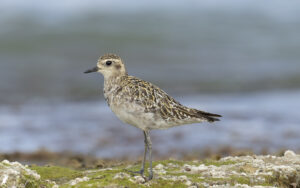 golden plover
